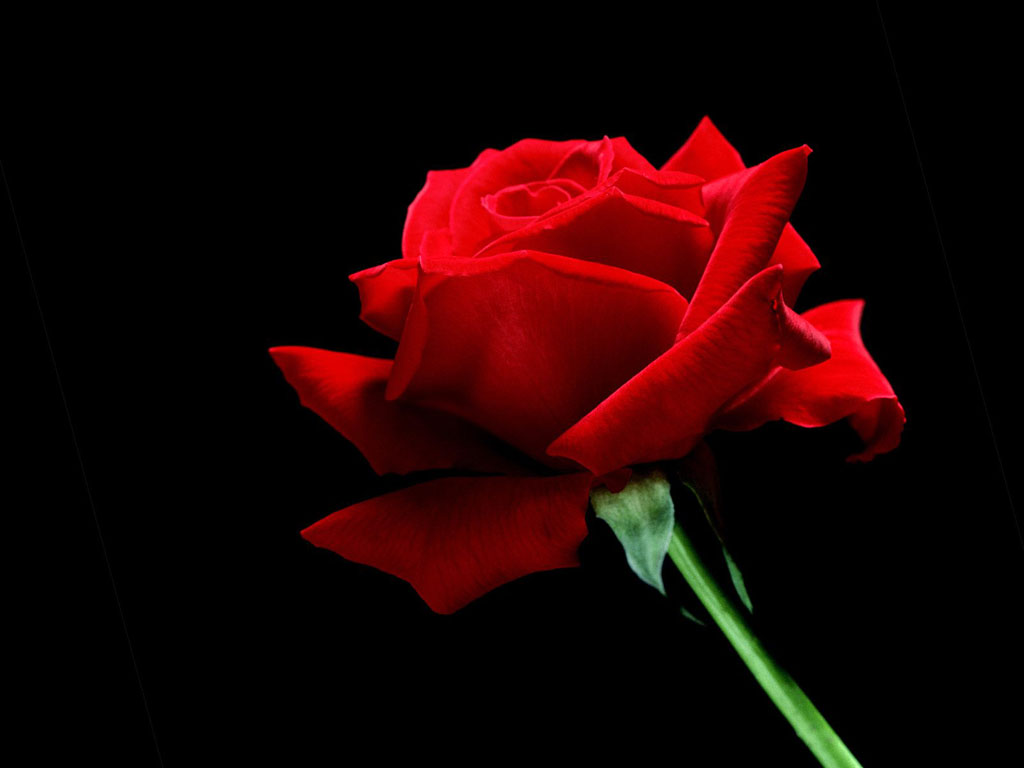 اضغط على الصورة لعرض أكبر.&nbsp;

الإسم:	Flowers025.jpg&nbsp;
مشاهدات:	1&nbsp;
الحجم:	77.1 كيلوبايت&nbsp;
الهوية:	830124