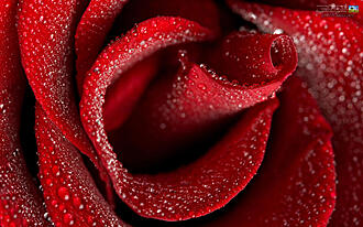 اضغط على الصورة لعرض أكبر.&nbsp;

الإسم:	red_rose_insde.jpg&nbsp;
مشاهدات:	3&nbsp;
الحجم:	761.5 كيلوبايت&nbsp;
الهوية:	832369