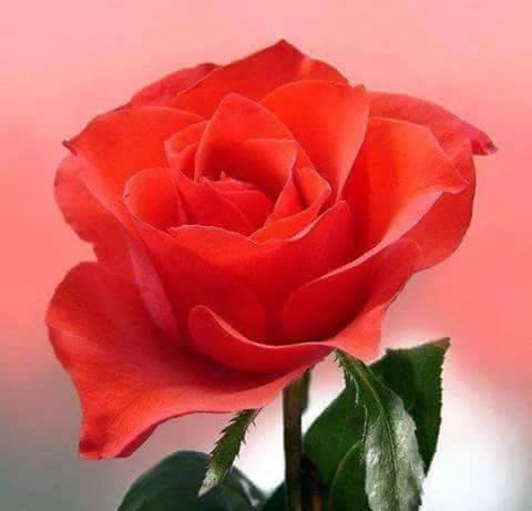 اضغط على الصورة لعرض أكبر.&nbsp;

الإسم:	12631440_531390197038835_1535132105170377939_n.jpg&nbsp;
مشاهدات:	4&nbsp;
الحجم:	17.3 كيلوبايت&nbsp;
الهوية:	840696