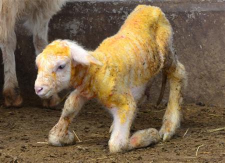اضغط على الصورة لعرض أكبر.&nbsp;

الإسم:	sheep.jpg&nbsp;
مشاهدات:	1&nbsp;
الحجم:	30.0 كيلوبايت&nbsp;
الهوية:	849207