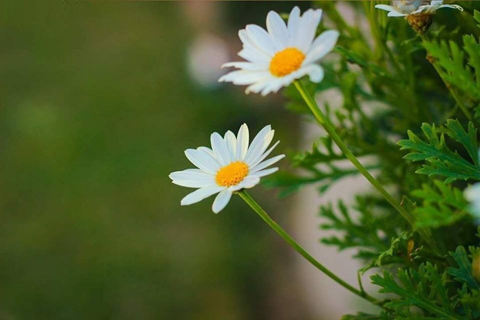 اضغط على الصورة لعرض أكبر.&nbsp;

الإسم:	13082596_612709722212539_3596313614284721235_n.jpg&nbsp;
مشاهدات:	321&nbsp;
الحجم:	64.1 كيلوبايت&nbsp;
الهوية:	928754
