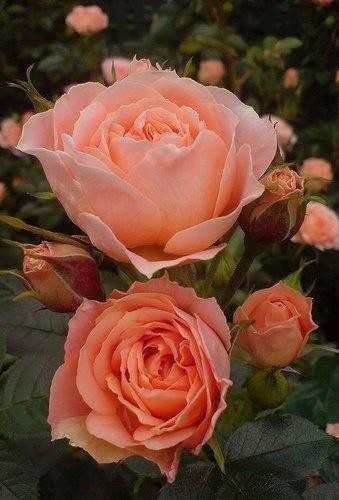 اضغط على الصورة لعرض أكبر.&nbsp;

الإسم:	photo_2016-10-20_22-08-49.jpg&nbsp;
مشاهدات:	465&nbsp;
الحجم:	48.7 كيلوبايت&nbsp;
الهوية:	901187