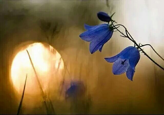 اضغط على الصورة لعرض أكبر.&nbsp;

الإسم:	13312664_1628469770812550_958856426179875192_n.jpg&nbsp;
مشاهدات:	3&nbsp;
الحجم:	29.9 كيلوبايت&nbsp;
الهوية:	864056