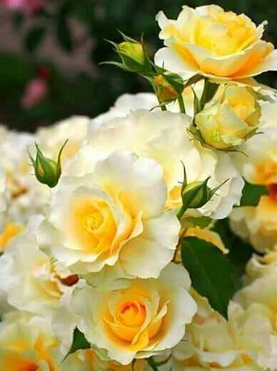 اضغط على الصورة لعرض أكبر.&nbsp;

الإسم:	13612165_1618753131768325_3201931038060676697_n.jpg&nbsp;
مشاهدات:	1&nbsp;
الحجم:	28.0 كيلوبايت&nbsp;
الهوية:	840520