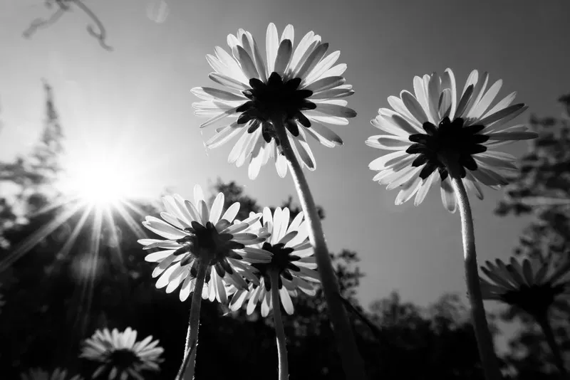 اضغط على الصورة لعرض أكبر.&nbsp;

الإسم:	get-inspired-black-white-nature-photography-g7-x-mark-iii-2_e6c159b023d1431ea45a2188bab8e37a.webp&nbsp;
مشاهدات:	68&nbsp;
الحجم:	27.8 كيلوبايت&nbsp;
الهوية:	1044049