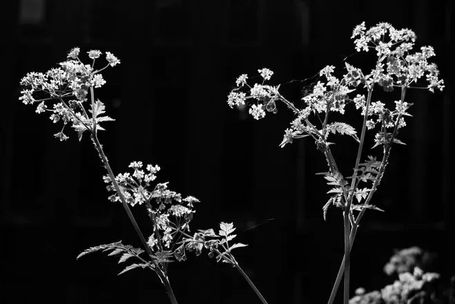 اضغط على الصورة لعرض أكبر.&nbsp;

الإسم:	get-inspired-black-white-nature-photography-g7-x-mark-iii-4_1ab2089558ec48de8e16dfb3f0fe4145.webp&nbsp;
مشاهدات:	66&nbsp;
الحجم:	29.8 كيلوبايت&nbsp;
الهوية:	1044050