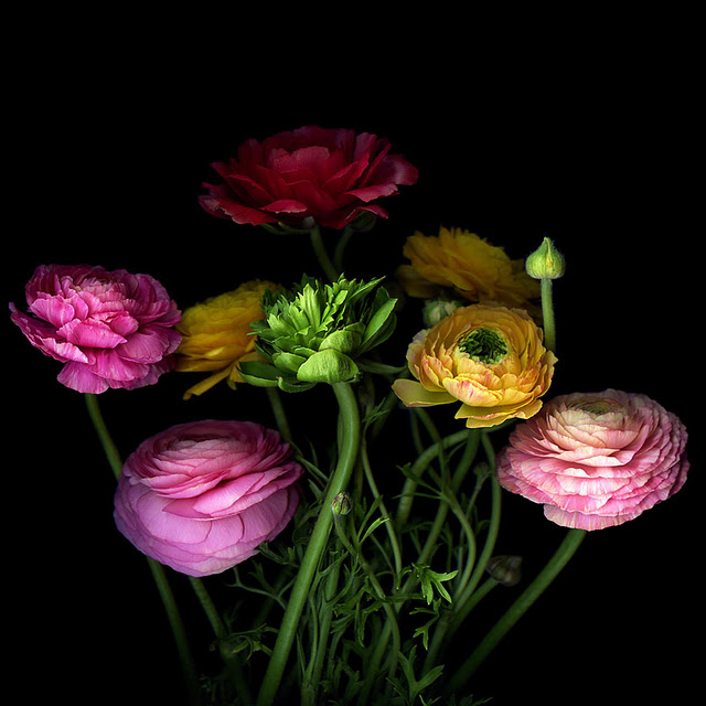 اضغط على الصورة لعرض أكبر.&nbsp;

الإسم:	SAY IT WITH FLOWERS...jpg&nbsp;
مشاهدات:	1&nbsp;
الحجم:	88.7 كيلوبايت&nbsp;
الهوية:	848157