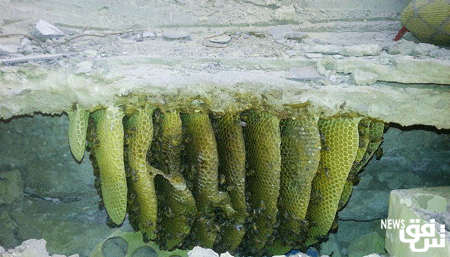 اضغط على الصورة لعرض أكبر.&nbsp;

الإسم:	bee.png&nbsp;
مشاهدات:	1&nbsp;
الحجم:	95.4 كيلوبايت&nbsp;
الهوية:	852190