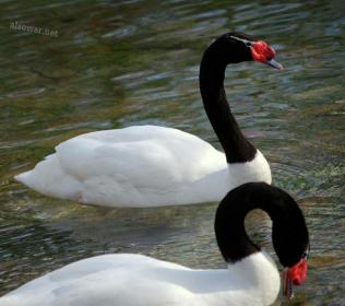 اضغط على الصورة لعرض أكبر.&nbsp;

الإسم:	130.jpg&nbsp;
مشاهدات:	1&nbsp;
الحجم:	14.7 كيلوبايت&nbsp;
الهوية:	850054