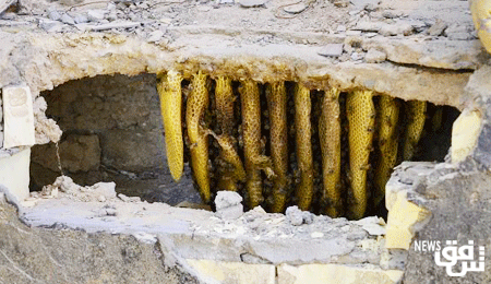 اضغط على الصورة لعرض أكبر.&nbsp;

الإسم:	bee1.png&nbsp;
مشاهدات:	1&nbsp;
الحجم:	98.0 كيلوبايت&nbsp;
الهوية:	852191