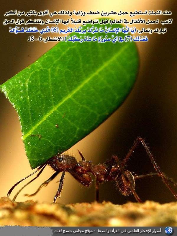 اضغط على الصورة لعرض أكبر.&nbsp;

الإسم:	5abe2a13f76816b8a36591d369509fef.jpg&nbsp;
مشاهدات:	1&nbsp;
الحجم:	69.4 كيلوبايت&nbsp;
الهوية:	852865