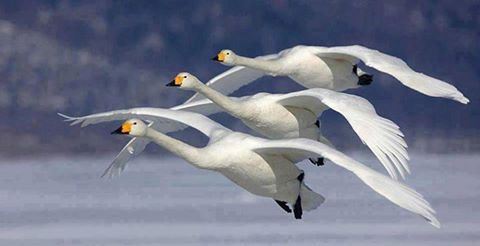 اضغط على الصورة لعرض أكبر.&nbsp;

الإسم:	11024644_336612603201630_6839178343448451736_n.jpg&nbsp;
مشاهدات:	1&nbsp;
الحجم:	16.6 كيلوبايت&nbsp;
الهوية:	864362