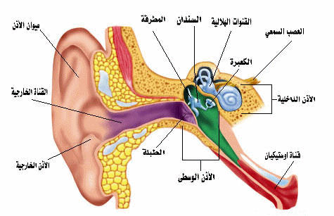 اضغط على الصورة لعرض أكبر.&nbsp;

الإسم:	ear1.jpg&nbsp;
مشاهدات:	1&nbsp;
الحجم:	34.0 كيلوبايت&nbsp;
الهوية:	847330