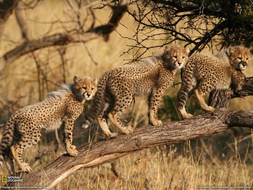 اضغط على الصورة لعرض أكبر.&nbsp;

الإسم:	48267_1600x1200-wallpaper-cb13291536171-870x652.jpg&nbsp;
مشاهدات:	1&nbsp;
الحجم:	198.9 كيلوبايت&nbsp;
الهوية:	848667