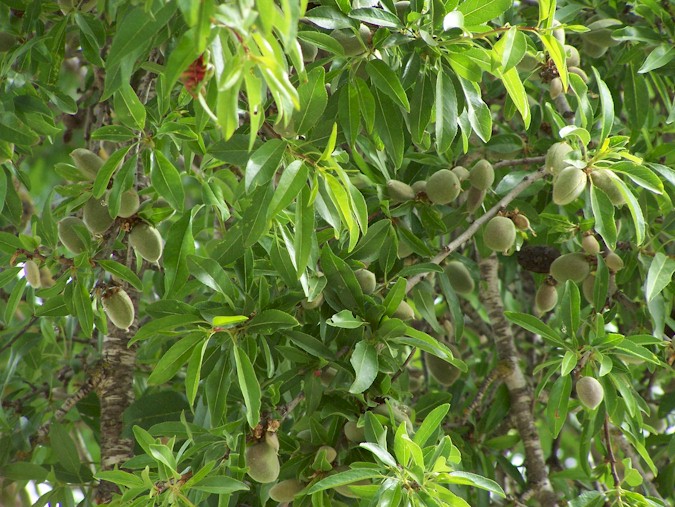 اضغط على الصورة لعرض أكبر.&nbsp;

الإسم:	almond-tree-a.jpg&nbsp;
مشاهدات:	1&nbsp;
الحجم:	139.6 كيلوبايت&nbsp;
الهوية:	848195