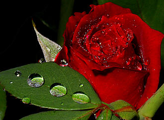 اضغط على الصورة لعرض أكبر.&nbsp;

الإسم:	red_rose_04.jpg&nbsp;
مشاهدات:	3&nbsp;
الحجم:	329.5 كيلوبايت&nbsp;
الهوية:	832184