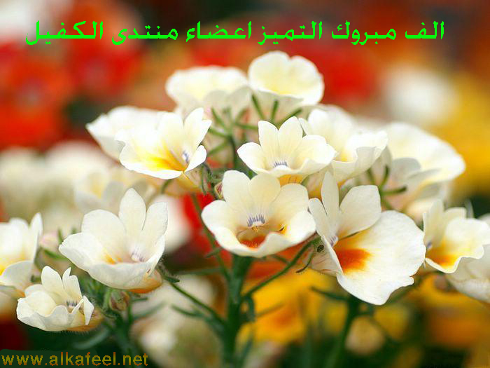 اضغط على الصورة لعرض أكبر.&nbsp;

الإسم:	fWf89226.jpg&nbsp;
مشاهدات:	1&nbsp;
الحجم:	241.9 كيلوبايت&nbsp;
الهوية:	828496