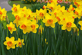 اضغط على الصورة لعرض أكبر.&nbsp;

الإسم:	narges_flowers.jpg&nbsp;
مشاهدات:	2&nbsp;
الحجم:	462.9 كيلوبايت&nbsp;
الهوية:	832368