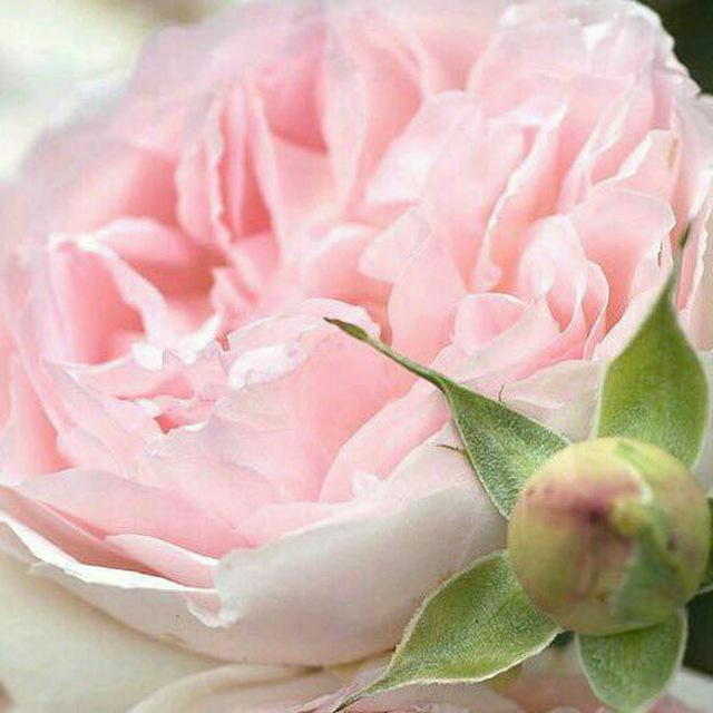 اضغط على الصورة لعرض أكبر.&nbsp;

الإسم:	photo_2017-01-03_22-10-07.jpg&nbsp;
مشاهدات:	442&nbsp;
الحجم:	62.2 كيلوبايت&nbsp;
الهوية:	904452
