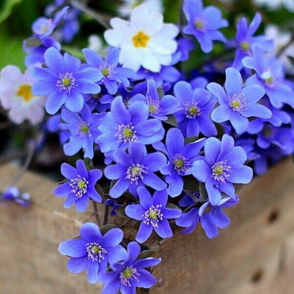 اضغط على الصورة لعرض أكبر.&nbsp;

الإسم:	image-d7afa88bd90fcac15ae6aa6ed056e39c42e05bcbd7795b93b5de849f1eed0166-V.jpg&nbsp;
مشاهدات:	439&nbsp;
الحجم:	89.7 كيلوبايت&nbsp;
الهوية:	905628