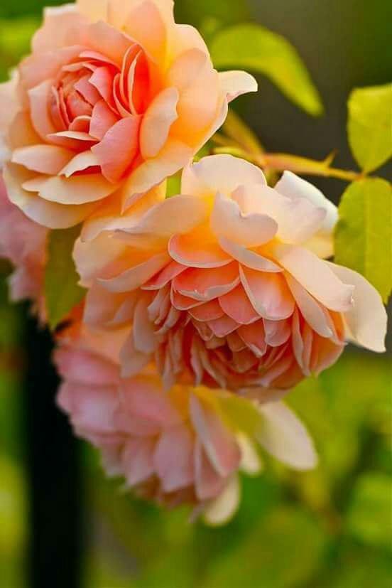 اضغط على الصورة لعرض أكبر.&nbsp;

الإسم:	photo_2016-05-12_22-02-53.jpg&nbsp;
مشاهدات:	904&nbsp;
الحجم:	49.0 كيلوبايت&nbsp;
الهوية:	905255