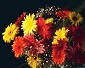 اضغط على الصورة لعرض أكبر. 

الإسم:	Flowers Dodo (41).jpg 
مشاهدات:	1538 
الحجم:	437.7 كيلوبايت 
الهوية:	825923