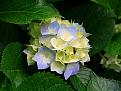 اضغط على الصورة لعرض أكبر. 

الإسم:	Hydrangeas.jpg 
مشاهدات:	2386 
الحجم:	581.3 كيلوبايت 
الهوية:	826058