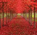 اضغط على الصورة لعرض أكبر. 

الإسم:	amazing-tree-tunnels-13.jpg 
مشاهدات:	1388 
الحجم:	200.7 كيلوبايت 
الهوية:	835184