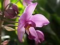 اضغط على الصورة لعرض أكبر. 

الإسم:	spathoglottis-plicata-orchid.jpg 
مشاهدات:	1869 
الحجم:	129.1 كيلوبايت 
الهوية:	835469
