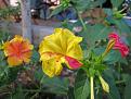 اضغط على الصورة لعرض أكبر. 

الإسم:	800px-Mirabilis-jalapa-In-Different-Colors.jpg 
مشاهدات:	4939 
الحجم:	93.2 كيلوبايت 
الهوية:	838373