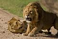 اضغط على الصورة لعرض أكبر. 

الإسم:	Lions-image-lions-36609582-800-533.jpg 
مشاهدات:	2383 
الحجم:	305.8 كيلوبايت 
الهوية:	839089