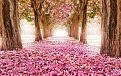 اضغط على الصورة لعرض أكبر. 

الإسم:	amazing-tree-tunnels-11.jpg 
مشاهدات:	2418 
الحجم:	168.2 كيلوبايت 
الهوية:	839494