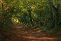اضغط على الصورة لعرض أكبر. 

الإسم:	amazing-tree-tunnels-19.jpg 
مشاهدات:	2528 
الحجم:	163.5 كيلوبايت 
الهوية:	839495
