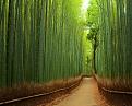 اضغط على الصورة لعرض أكبر. 

الإسم:	amazing-tree-tunnels-6 (1).jpg 
مشاهدات:	1563 
الحجم:	146.6 كيلوبايت 
الهوية:	839520
