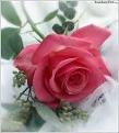 اضغط على الصورة لعرض أكبر. 

الإسم:	1655872_1520918074860768_1161135661312946845_n.jpg 
مشاهدات:	1712 
الحجم:	9.6 كيلوبايت 
الهوية:	840083