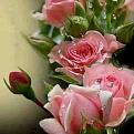 اضغط على الصورة لعرض أكبر. 

الإسم:	1798776_384926528334830_1404980492605560401_n.jpg 
مشاهدات:	2187 
الحجم:	42.8 كيلوبايت 
الهوية:	840234