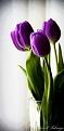 اضغط على الصورة لعرض أكبر. 

الإسم:	11071674_881531805223587_4988004892730162588_n.jpg 
مشاهدات:	3336 
الحجم:	12.4 كيلوبايت 
الهوية:	840241