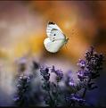اضغط على الصورة لعرض أكبر. 

الإسم:	13307224_1629919387334255_1389666891150399649_n.jpg 
مشاهدات:	1763 
الحجم:	71.4 كيلوبايت 
الهوية:	840248