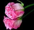 اضغط على الصورة لعرض أكبر. 

الإسم:	12.rose_reflection_241.jpg 
مشاهدات:	6974 
الحجم:	340.5 كيلوبايت 
الهوية:	840256