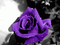 اضغط على الصورة لعرض أكبر. 

الإسم:	4.gif 
مشاهدات:	4233 
الحجم:	37.8 كيلوبايت 
الهوية:	843582