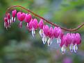 اضغط على الصورة لعرض أكبر. 

الإسم:	Bleeding Heart.jpg 
مشاهدات:	2835 
الحجم:	21.2 كيلوبايت 
الهوية:	843800