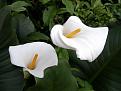 اضغط على الصورة لعرض أكبر. 

الإسم:	Calla Lily.jpg 
مشاهدات:	2604 
الحجم:	22.2 كيلوبايت 
الهوية:	843801