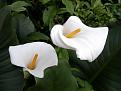 اضغط على الصورة لعرض أكبر. 

الإسم:	Calla Lily.jpg 
مشاهدات:	2558 
الحجم:	22.2 كيلوبايت 
الهوية:	843801