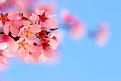 اضغط على الصورة لعرض أكبر. 

الإسم:	Cherry Blossom.jpg 
مشاهدات:	2575 
الحجم:	77.9 كيلوبايت 
الهوية:	843803