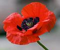 اضغط على الصورة لعرض أكبر. 

الإسم:	Oriental Poppy.jpg 
مشاهدات:	2596 
الحجم:	28.2 كيلوبايت 
الهوية:	843804