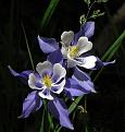 اضغط على الصورة لعرض أكبر. 

الإسم:	Colorado Columbine.jpg 
مشاهدات:	3079 
الحجم:	37.2 كيلوبايت 
الهوية:	843805