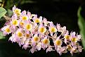 اضغط على الصورة لعرض أكبر. 

الإسم:	Dendrobium.jpg 
مشاهدات:	2784 
الحجم:	31.8 كيلوبايت 
الهوية:	843806