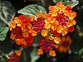 اضغط على الصورة لعرض أكبر. 

الإسم:	Lantana.jpg 
مشاهدات:	2611 
الحجم:	35.7 كيلوبايت 
الهوية:	843807