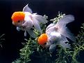 اضغط على الصورة لعرض أكبر. 

الإسم:	ANIMALS WALLPAPER03.jpg 
مشاهدات:	2244 
الحجم:	299.9 كيلوبايت 
الهوية:	843977