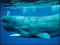 اضغط على الصورة لعرض أكبر. 

الإسم:	100616103849_sperm_whale226[1].jpg 
مشاهدات:	1539 
الحجم:	12.7 كيلوبايت 
الهوية:	844320